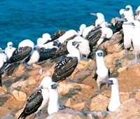 Islas Ballestas